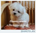  Купить щенка мальтезе, мальтийской болонки мини и стандарт