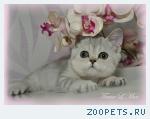 Чистокровный шотландский котенок 2 мес. Серебристый вискас