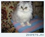 Персидская,серебристая шиншилла.