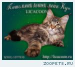 Чистокровные Котята Мейн Кун!