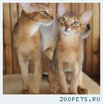 Абиссинские  котята