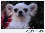 Чихуахуа мальчик подрощенный