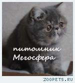 Экзотические кошечки