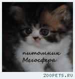 Персидский котик