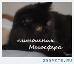 Экзотическая кошечка