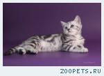 Красивые мраморные шотландские котята
