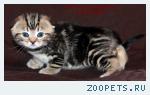 Британские котята вискас из питомника VIVIAN.
