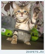 Бенгальские котята