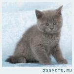 Британские котята